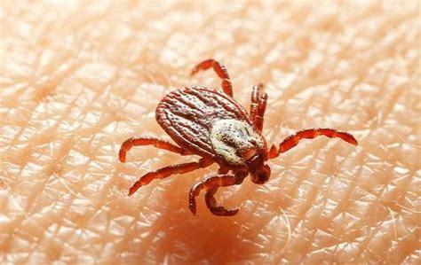The Trick To Protecting Yourself From Dangerous Ticks Miche Pest Control