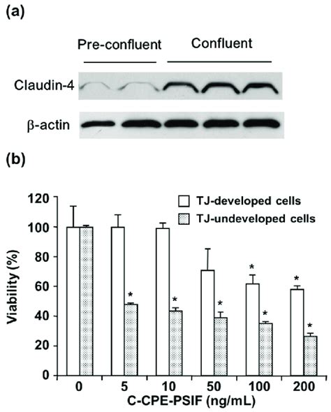 The Effect Of Tight Junction TJ Maturity On The Cytotoxicity Of C CPE