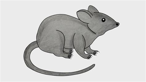 How To Draw A Rat How To Draw Mouse Easy Rat Drawing For Kids Youtube