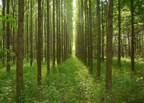 Sweetgum trees aid hardwood growth | Mississippi State University ...