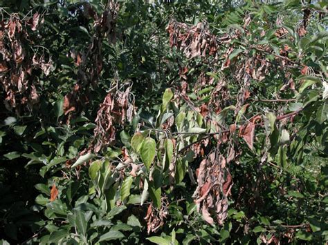 Asol Mastery Flowering Crabapple Tree Diseases Fire Blight Reported
