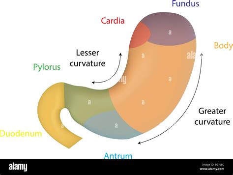 Anatomy Of Stomach Antrum Anatomical Charts And Posters