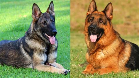 The Many Colors Of The German Shepherd Dog Youtube