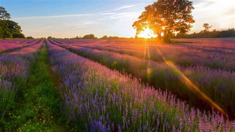 1920x1080 Lavender Rays Sun Field Summer Tree Coolwallpapersme