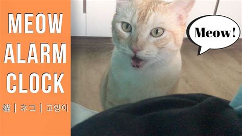 Cat Alarm Clock Meow Meow Youtube