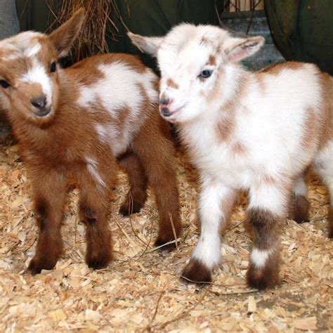 Nigerian Dwarf Goat Cabras Animal Cabras Enanas Fotos De Animales Bebé