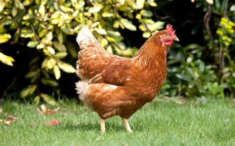 La Poule Ce Nouvel Animal De Compagnie