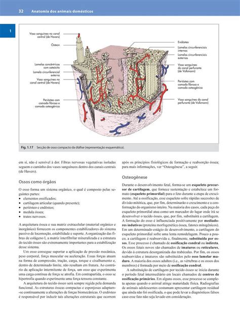 Anatomia Dos Animais Dom Sticos Texto E Atlas Colorido