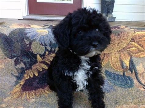 It is easy to train due to its quiet but cool nature. pierce mini schnoodle schnews- breeder | Schnoodle puppy ...