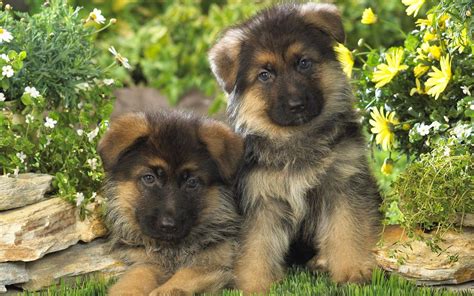 See more of german shepherd puppies on facebook. German Shepherd Puppy Wallpapers - Wallpaper Cave