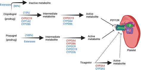 Frontiers Genotype Guided Use Of P2y12 Inhibitors A Review Of