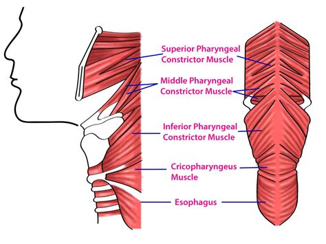 Anatomy Head And Neck Pharynx Muscles Article