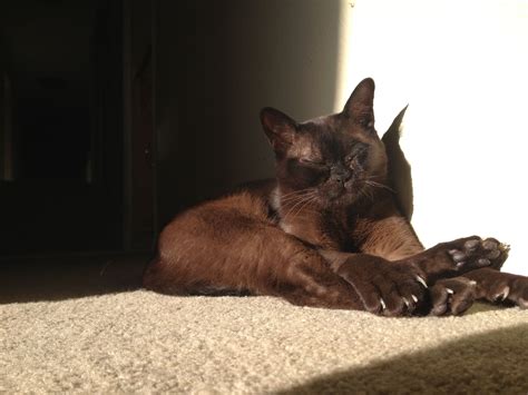Monkey My Burmese Cat Soaking In The Sun And Getting Some Uv Rays