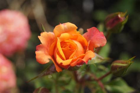 Perennial Garden Ideas For An Ever Blooming Flower Garden Bob Vila