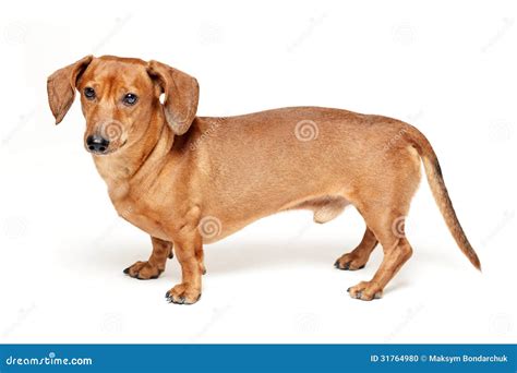 Cute Brown Dachshund Dog Isolated On White Stock Photo Image Of