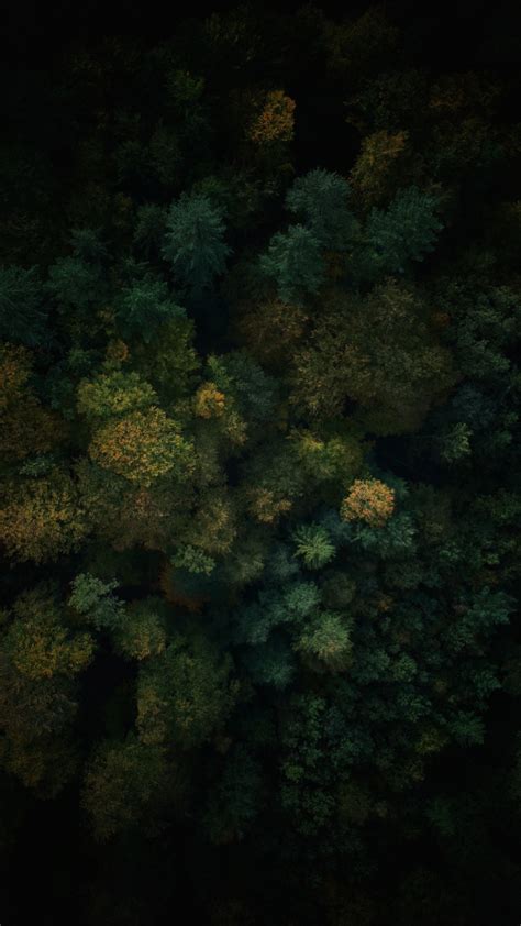 Download Wallpaper 540x960 Dense Forest Green Trees Nature Aerial