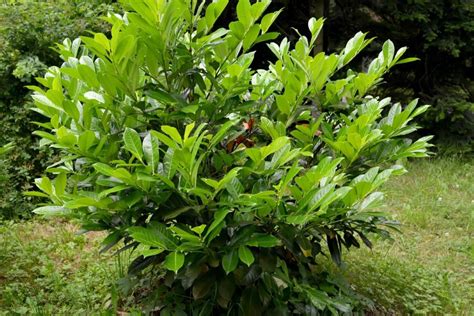 Planting Cherry Laurel Where When And How Plantura