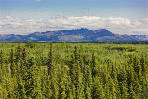 Vista Of Spruce Trees On The Tundra And The Baird Mountains In The
