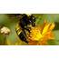 Africanized Bees Safety Tips And Tricks