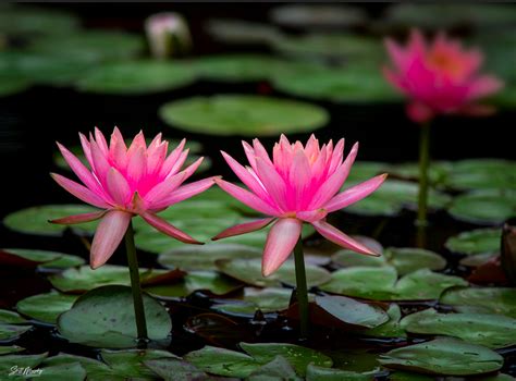 Pink Water Lilies