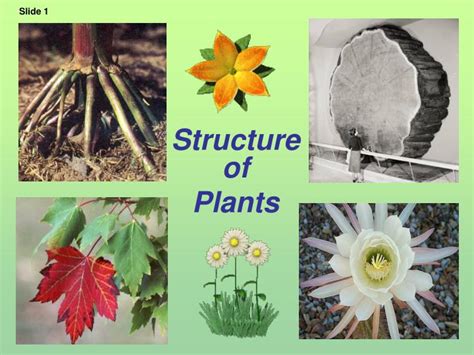 Ppt Structure Of Plants Powerpoint Presentation Free Download Id