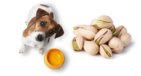 A confusing answer, we know. Can Dogs Eat Pistachios As A Snack?