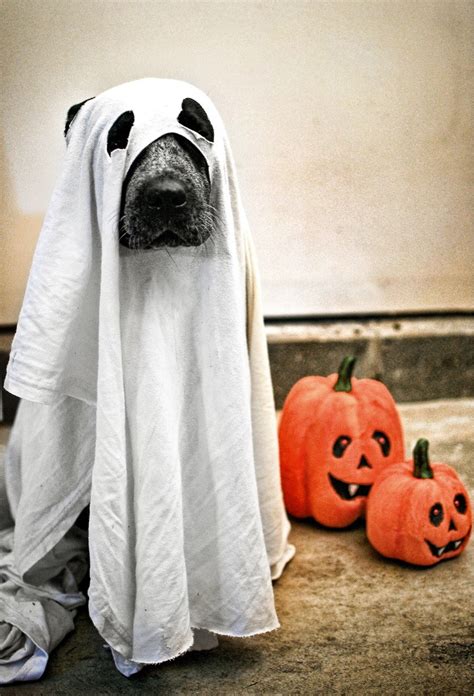 9 Genuinely Terrifying Halloween Dog Costumes Metro News