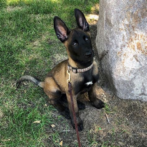14 Facts About Belgian Malinois And Why We Love Them | PetPress