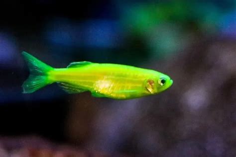 Discover 15 Stunning Green Fish With Info And Pictures