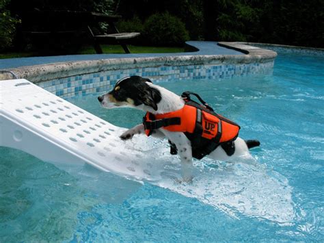 Choose the right size and stiffness of pvc pipe. Dog Pool Ramps and Ladders for Your Pets | Best Above Ground Pools