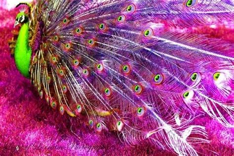 Peacock Peacock Beautiful Birds Pink Peacock