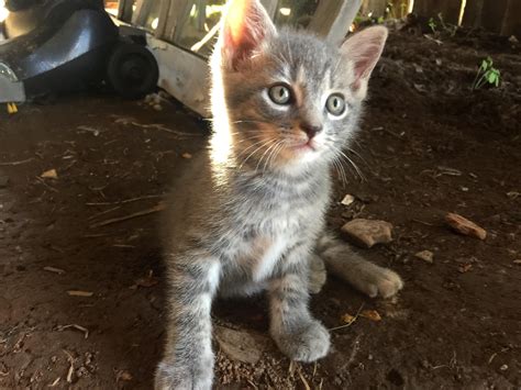 Check spelling or type a new query. One of our sweet barn kittens named Ollie. | Kitten names, Kittens, Cats