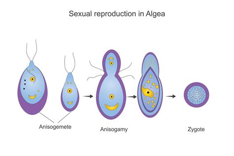 Sexual Reproduction On Algae Anisogamy Process Anisogamete Zygote Botany Illustration 27798702