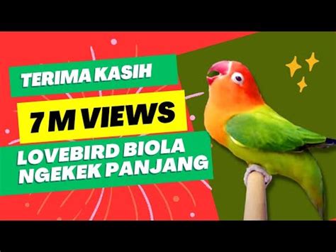 LOVEBIRD BIOLA NGEKEK PANJANG Pancingan LOVEBIRD KONSLET YouTube