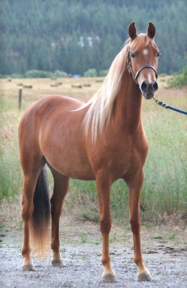 Beautiful Chestnut Horse Horses Chestnut Horse Palomino Horse