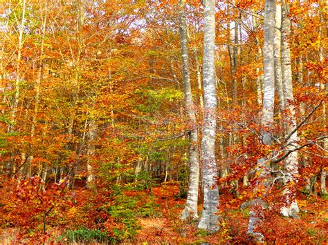 Birch Forest In Autumn