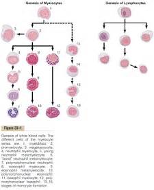 Leukocytes White Blood Cells