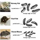 Photos of Rodent Pest Identification