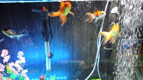 Updates 55 Gallon Tank And 2 New Oranda Goldfish Youtube