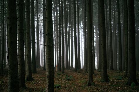 Free Stock Photo Of Dark Forest Trees