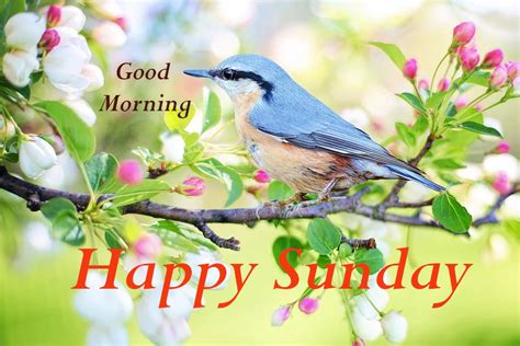 Top 10 Good Morning Happy Sunday Images Greetings Pictures For