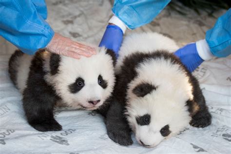 Giant Panda Ai Bao Gives Birth To Twin Cubs In South Korea Theme Park