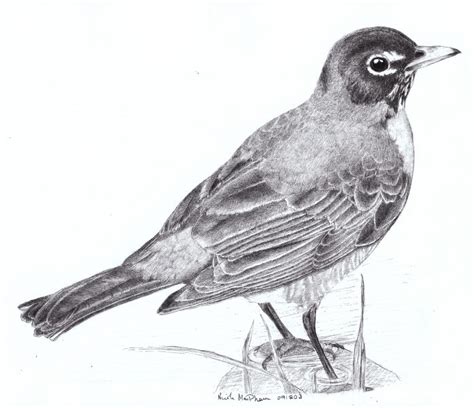 Robin Bird Sketch At Explore Collection Of Robin