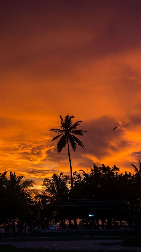 Download Wallpaper 1440x2560 Palm Trees Sunset Tropics Sky Clouds