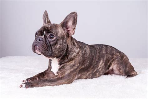 Brown French Bulldog In Lying Position Stock Photo Image Of Purebred
