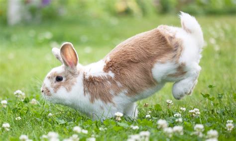 Understanding Your Rabbits Body Language 16 Common Behaviors Bechewy