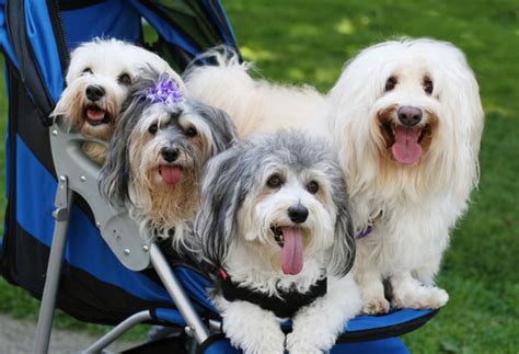 Get To Know The Havanese The Cutie From Cuba