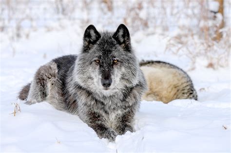 Learn About Wolfdogs Yamnuska Wolfdog Sanctuary