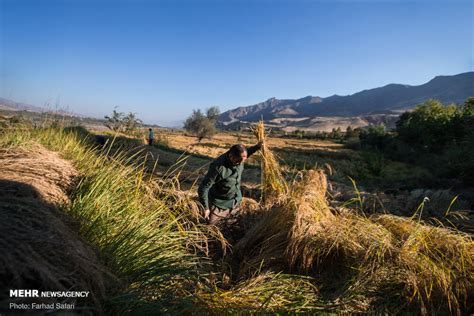 Mehr News Agency Traditional Rice Harvesting In Alamut