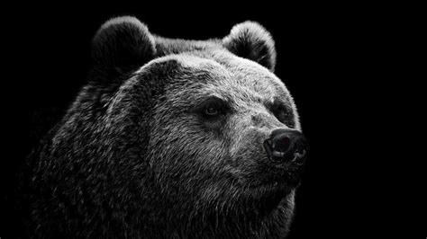 Bears Monochrome Animals Simple Background Wallpapers Hd Desktop And